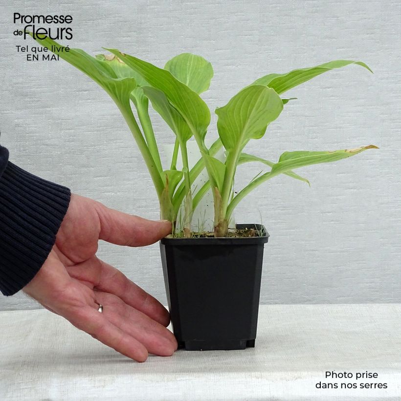 Hosta  Tall Boy 8/9 cm pot sample as delivered in spring