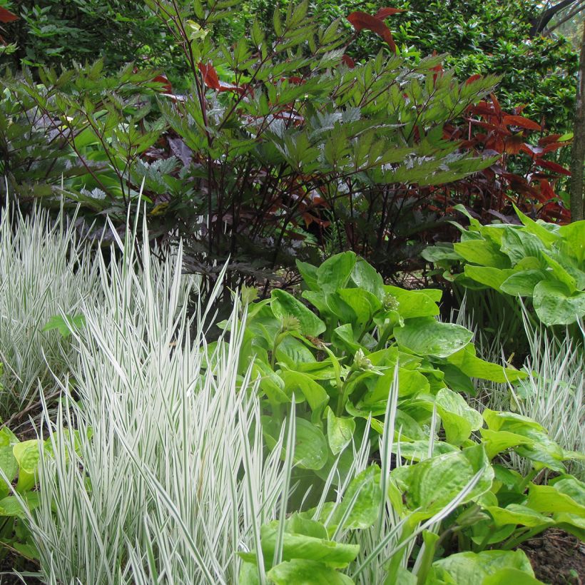 Hosta Tattoo (Plant habit)