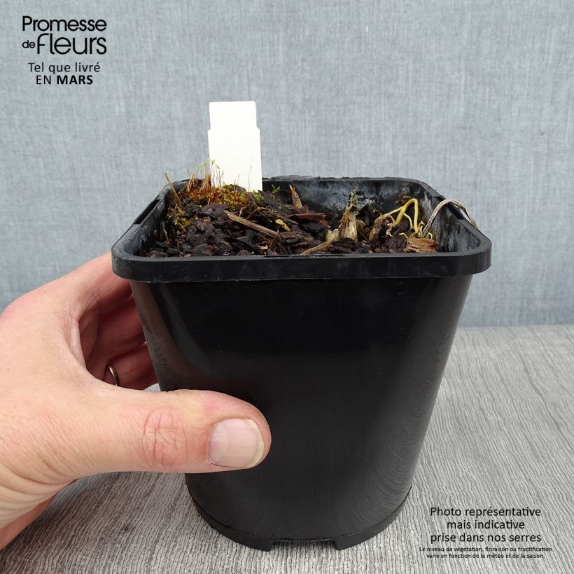 Hosta The Queen 1.5L/2L pot sample as delivered in winter