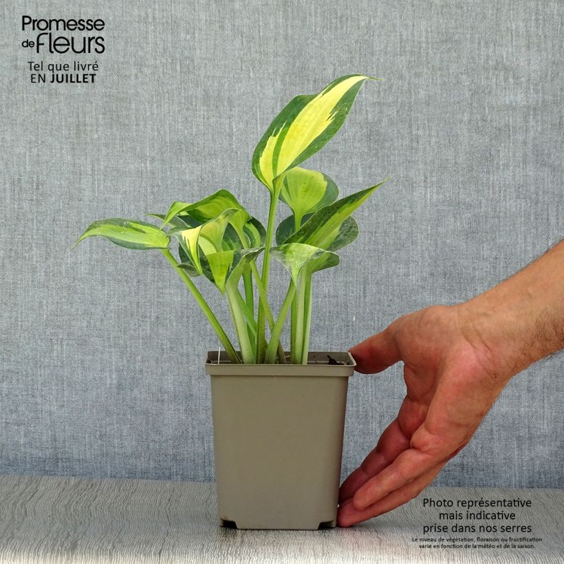 Hosta Touch Of Class 8/9 cm pot sample as delivered in summer