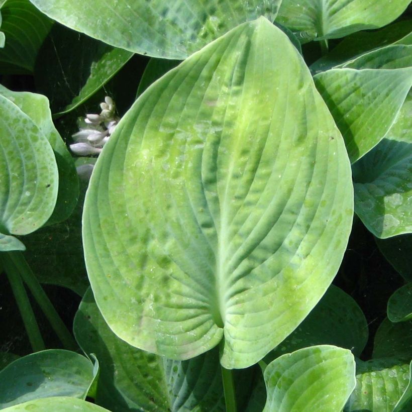 Hosta True Blue (Foliage)