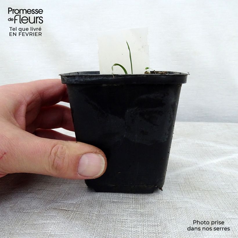 Hosta True Blue 8/9 cm pot sample as delivered in winter