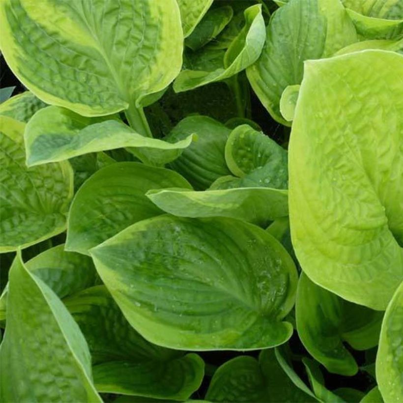 Hosta  Unforgettable (Foliage)