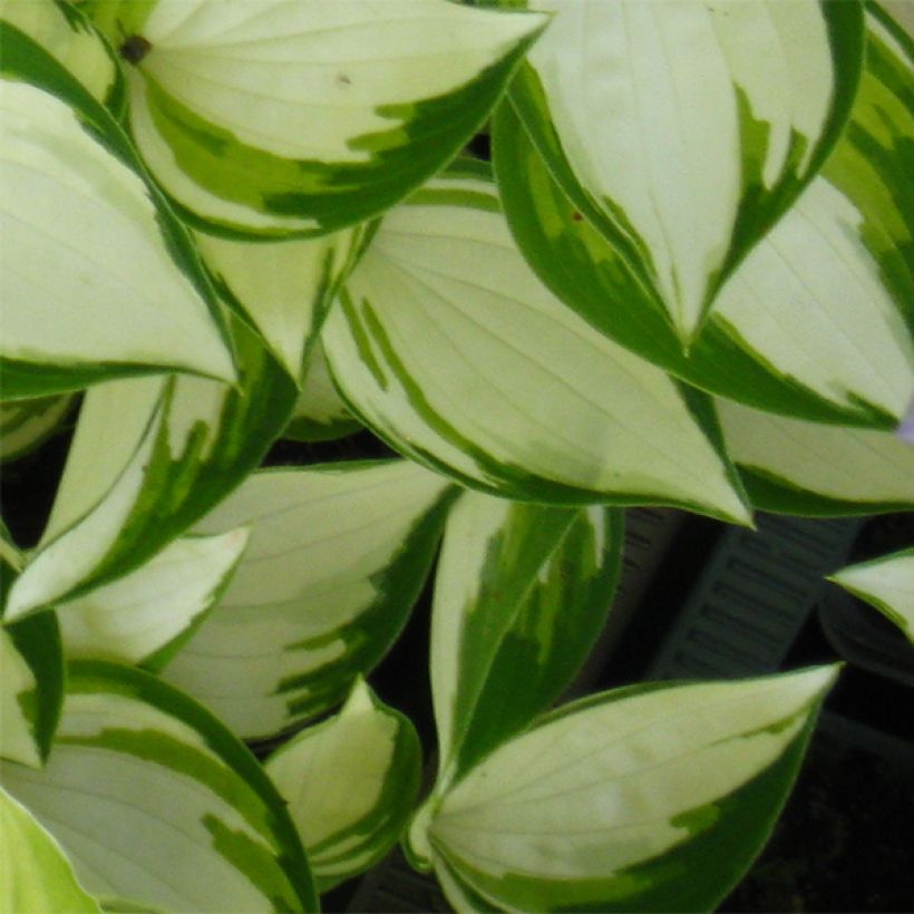 Hosta Warwick Delight (Foliage)