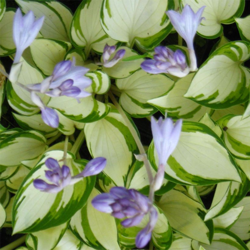 Hosta Warwick Delight (Flowering)