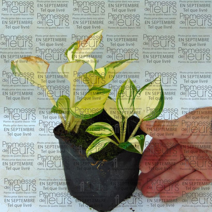 Example of Hosta Warwick Delight 8/9 cm pot specimen as delivered