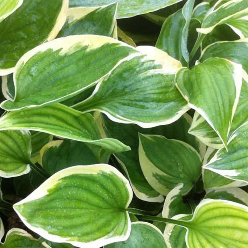 Hosta  Warwick Edge (Foliage)