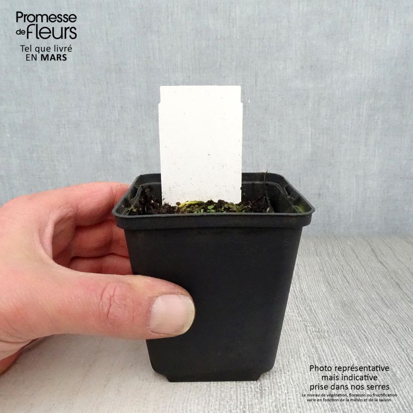 Hosta White On Godet de 8/9 cm sample as delivered in spring