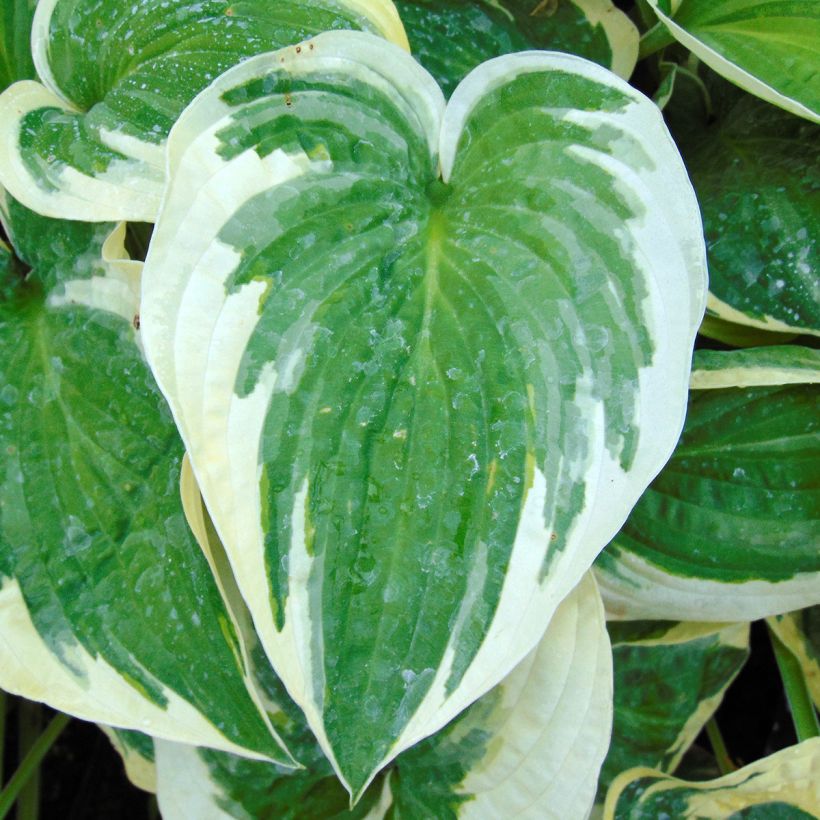 Hosta Wide Brim (Foliage)