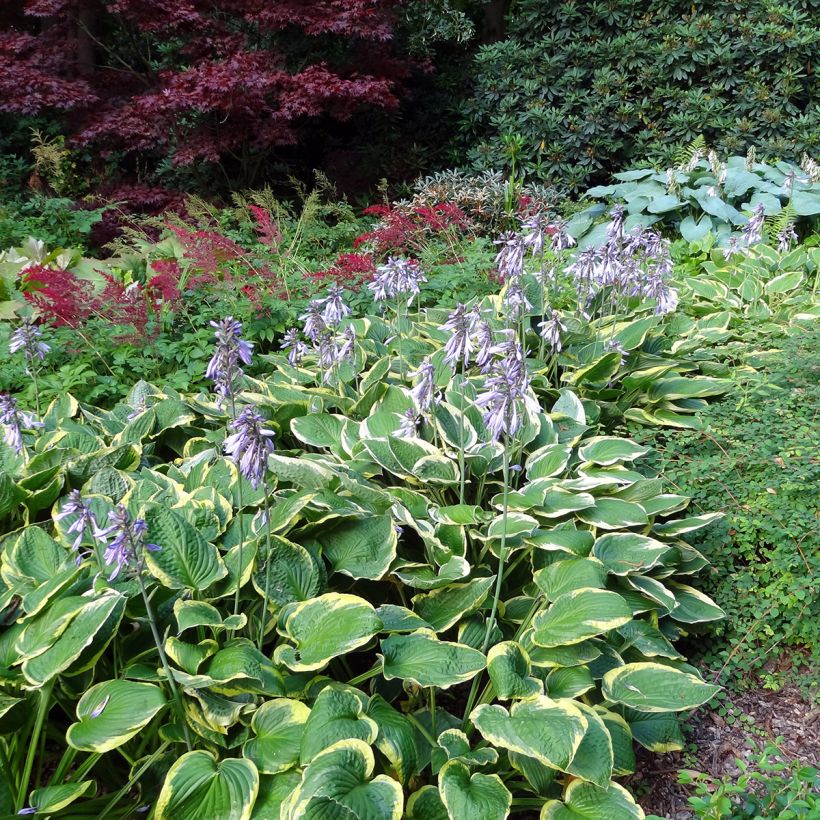 Hosta Wide Brim (Plant habit)