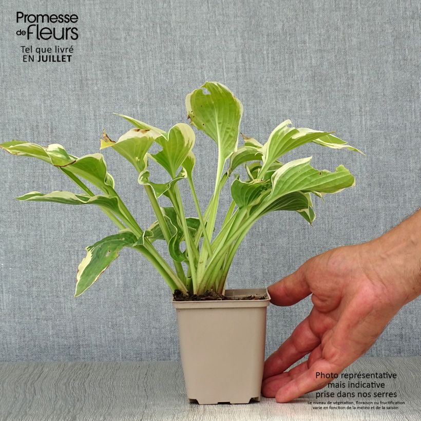 Hosta Wide Brim 8/9 cm pot sample as delivered in summer
