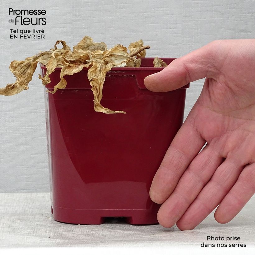 Hosta fire Island 2L/3L pot sample as delivered in winter
