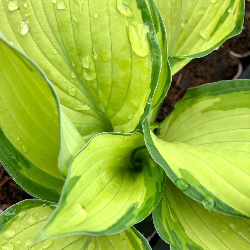 Hosta fortunei albopicta (Foliage)