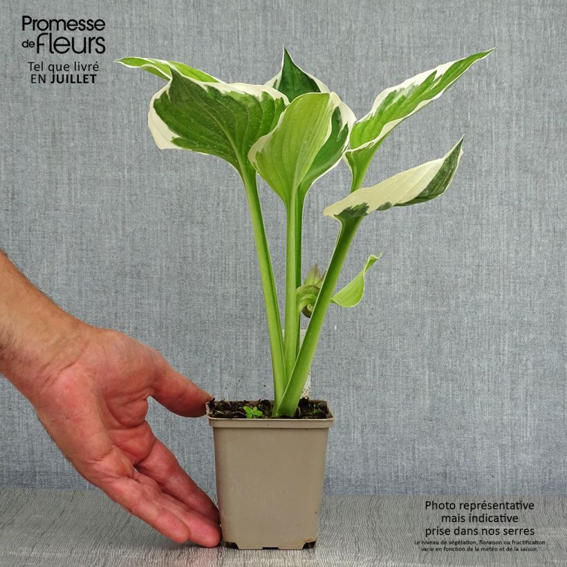 Hosta fortunei Patriot 8/9 cm pot sample as delivered in summer