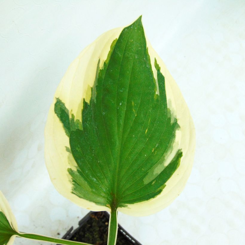 Hosta fortunei Twilight (Foliage)