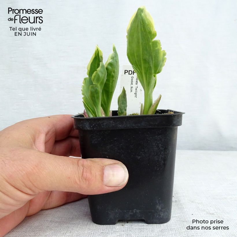 Hosta fortunei Twilight 8/9 cm pot sample as delivered in summer