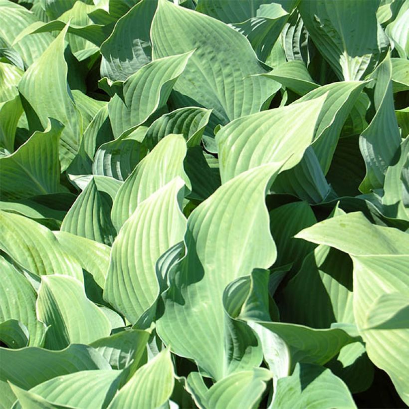 Hosta fortunei hyacinthina (Foliage)