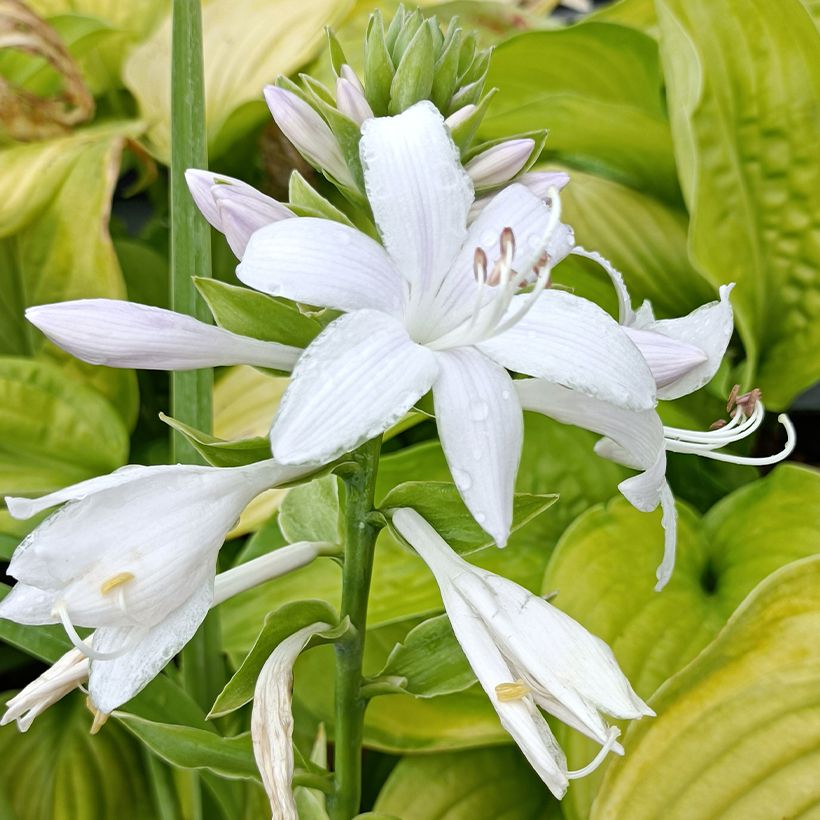 Hosta Guacamole (Flowering)