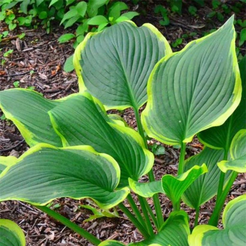 Hosta montana Yellow River (Foliage)