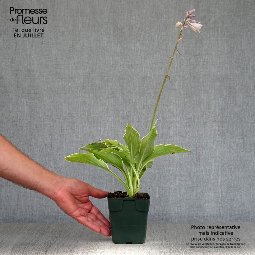 Hosta montana Yellow River 8/9 cm pot sample as delivered in summer