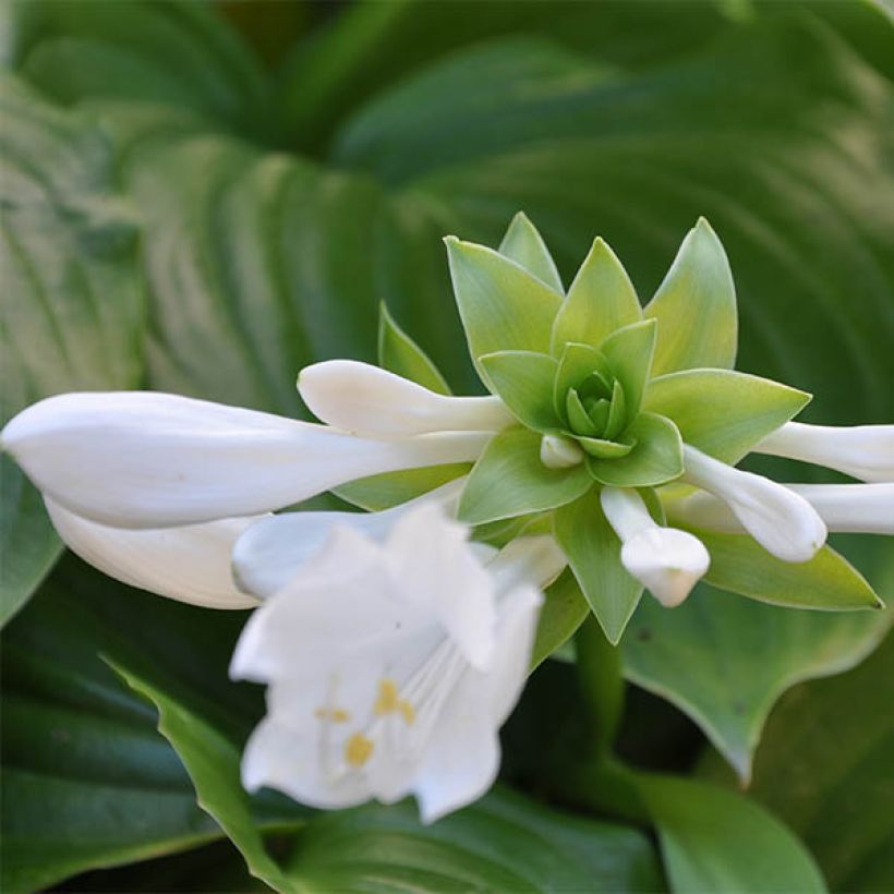 Hosta plantaginea Aphrodite (Flowering)