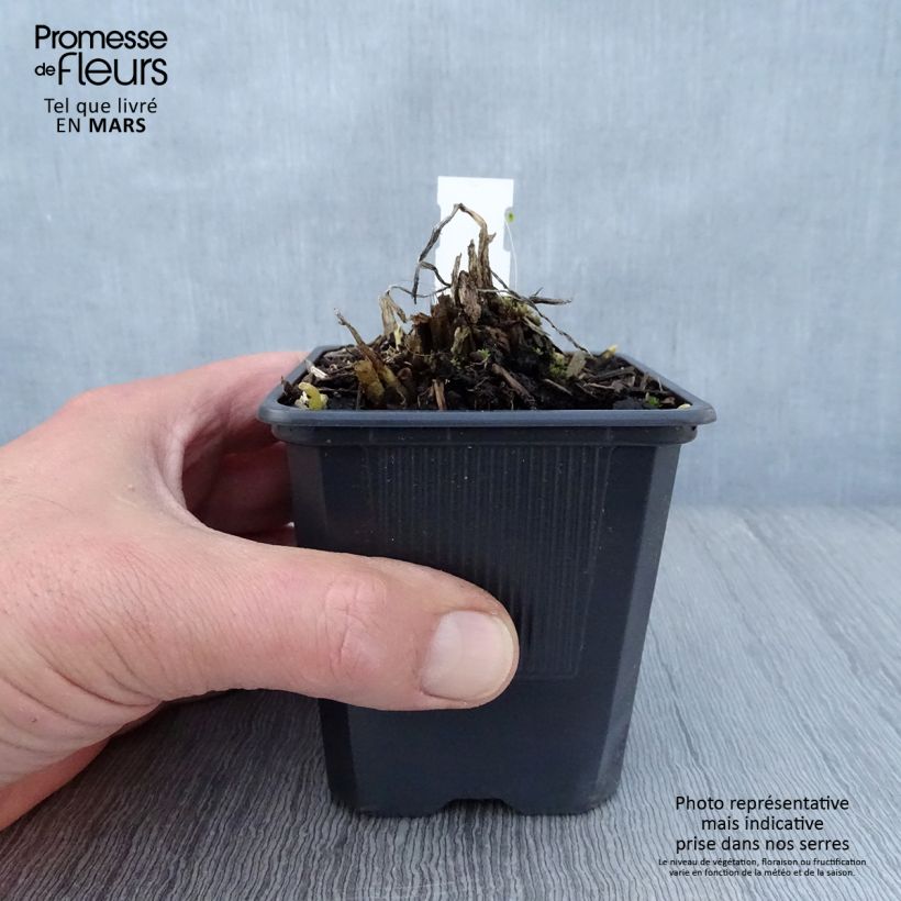 Hosta plantaginea var. japonica sample as delivered in spring