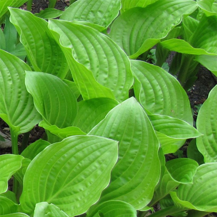 Hosta plantaginea var. japonica (Foliage)