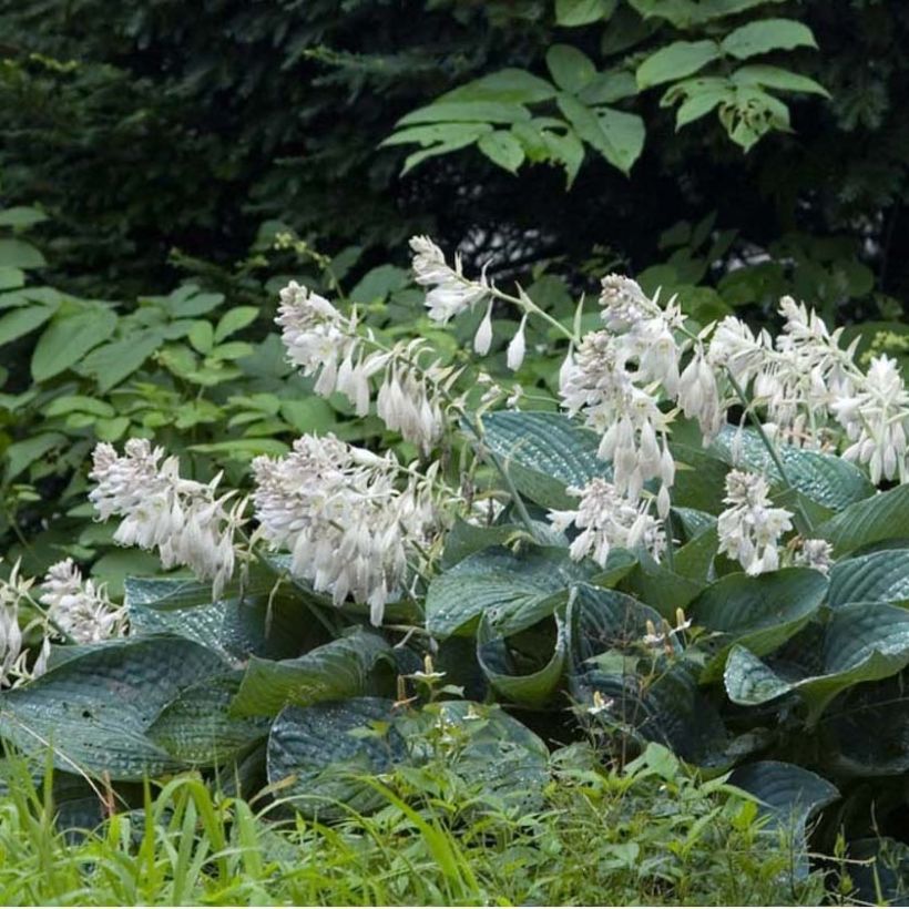 Hosta sieboldiana  (Flowering)