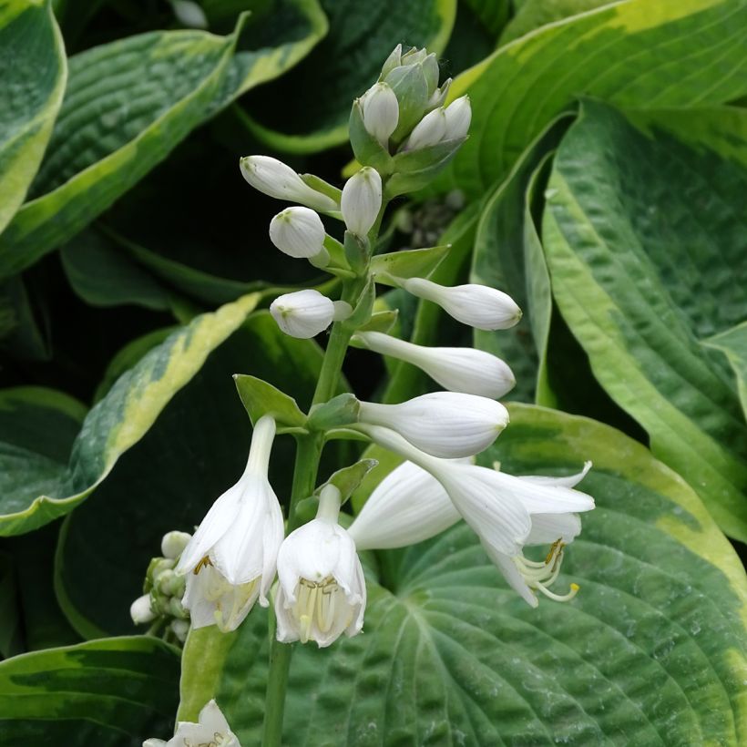 Hosta sieboldiana Frances Williams (Flowering)