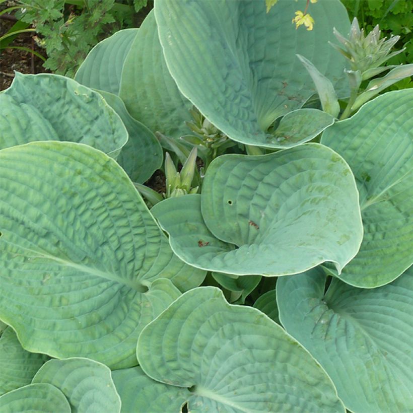 Hosta sieboldiana var. elegans - Plantain Lily (Foliage)