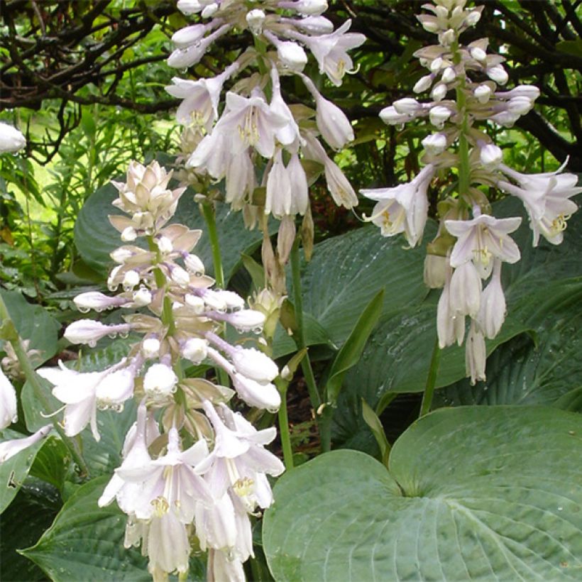 Hosta sieboldiana var. elegans - Plantain Lily (Flowering)