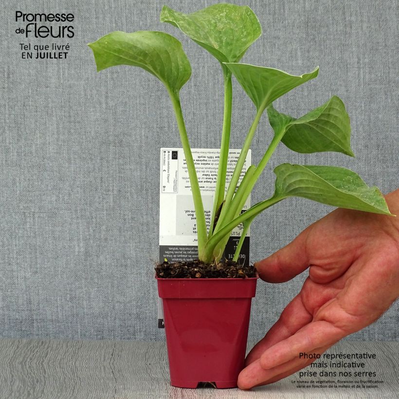 Hosta sieboldiana var. elegans - Plantain Lily 8/9 cm pot sample as delivered in summer