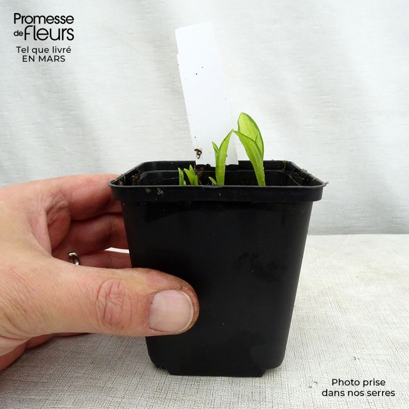 Hosta sieboldii Silver Kabitan 8/9 cm pot sample as delivered in spring
