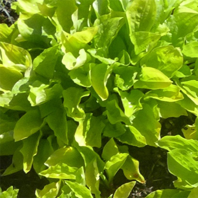 Hosta sieboldii Wogon - Plantain Lily (Foliage)