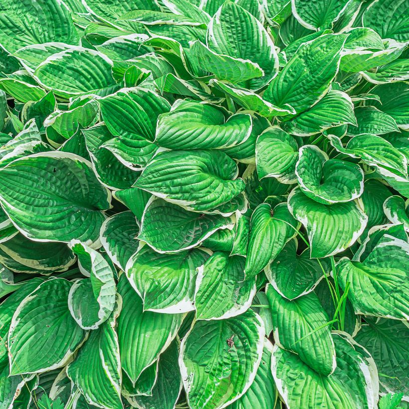 Hosta sieboldii var. alba (Foliage)