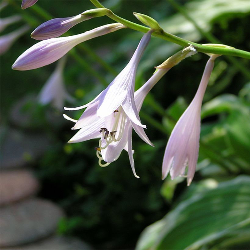 Hosta  Summer Fragrance (Foliage)