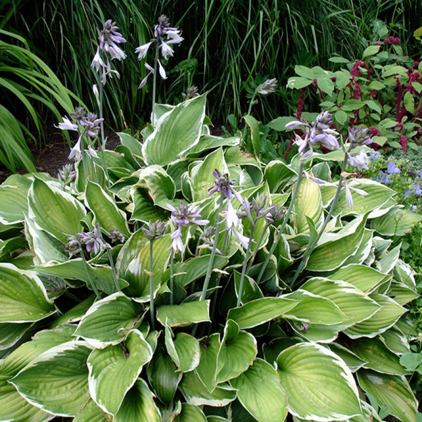 Hosta Summer Fragrance (Plant habit)