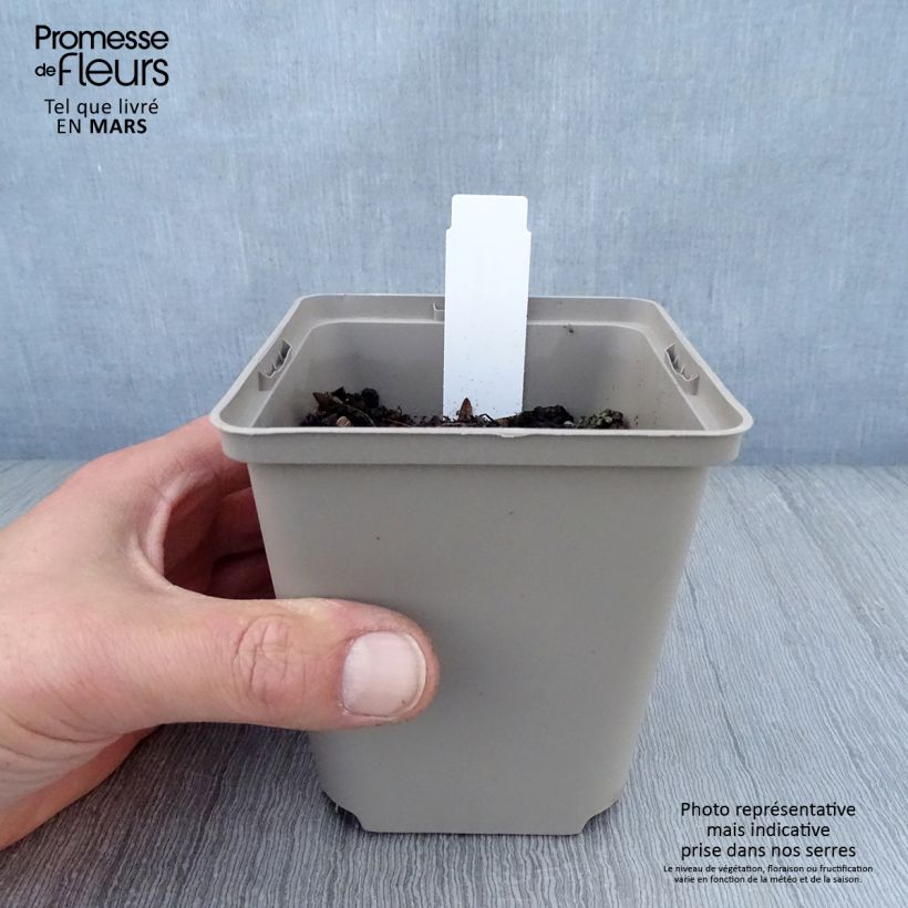 Hosta Sun power 8/9 cm pot sample as delivered in spring