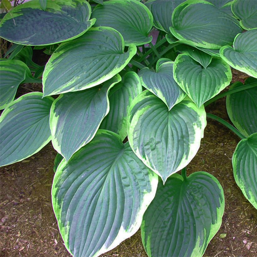 Hosta tardiana El Niño (Foliage)