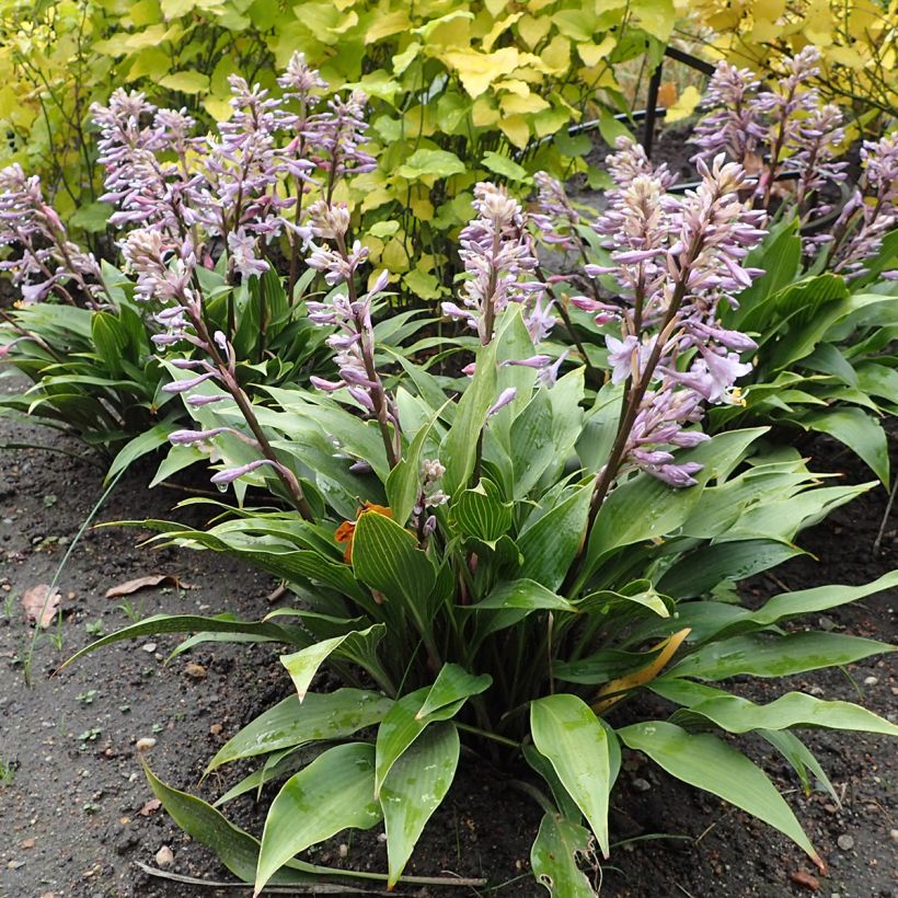 Hosta tardiflora (Plant habit)