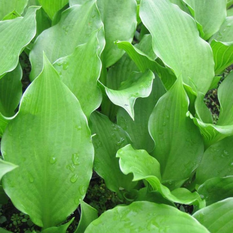 Hosta undulata Erromena (Foliage)