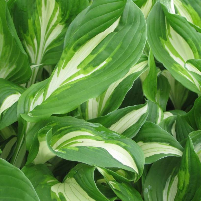 Hosta undulata Mediovariegata (Foliage)