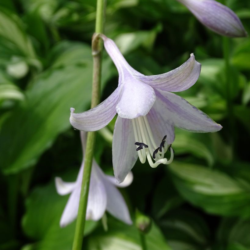 Hosta undulata Mediovariegata (Flowering)