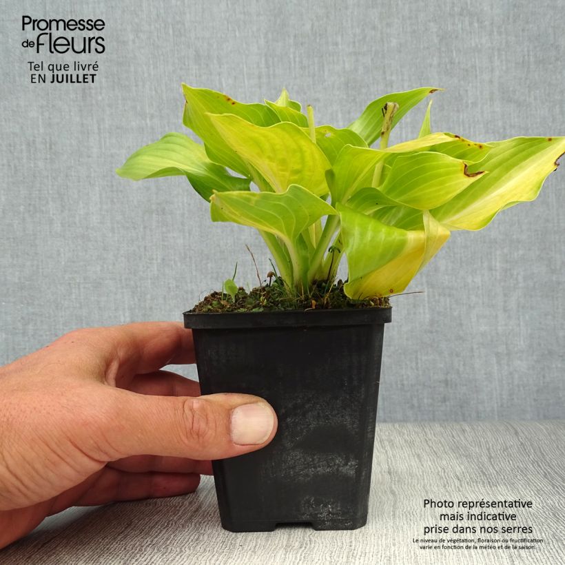 Hosta undulata Mediovariegata 8/9 cm pot sample as delivered in summer