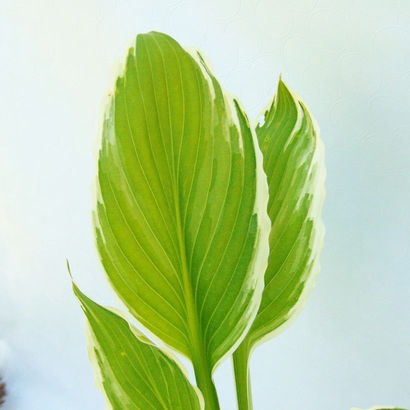 Hosta undulata albomarginata (Foliage)