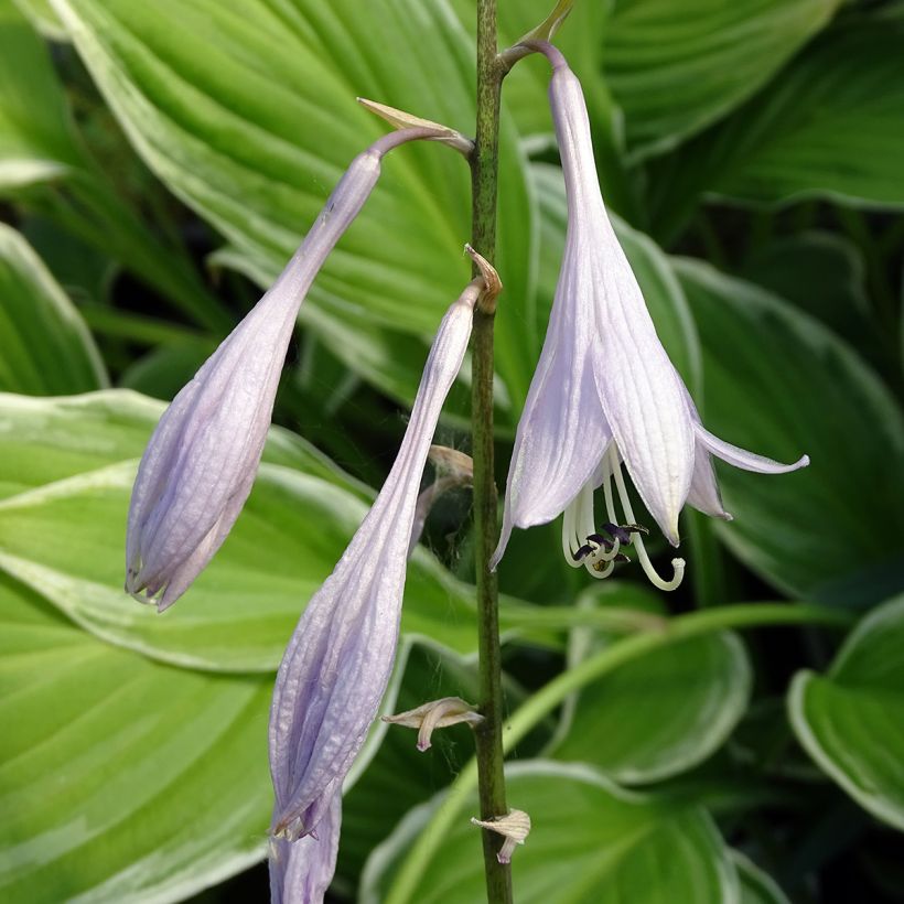 Hosta undulata albomarginata (Flowering)