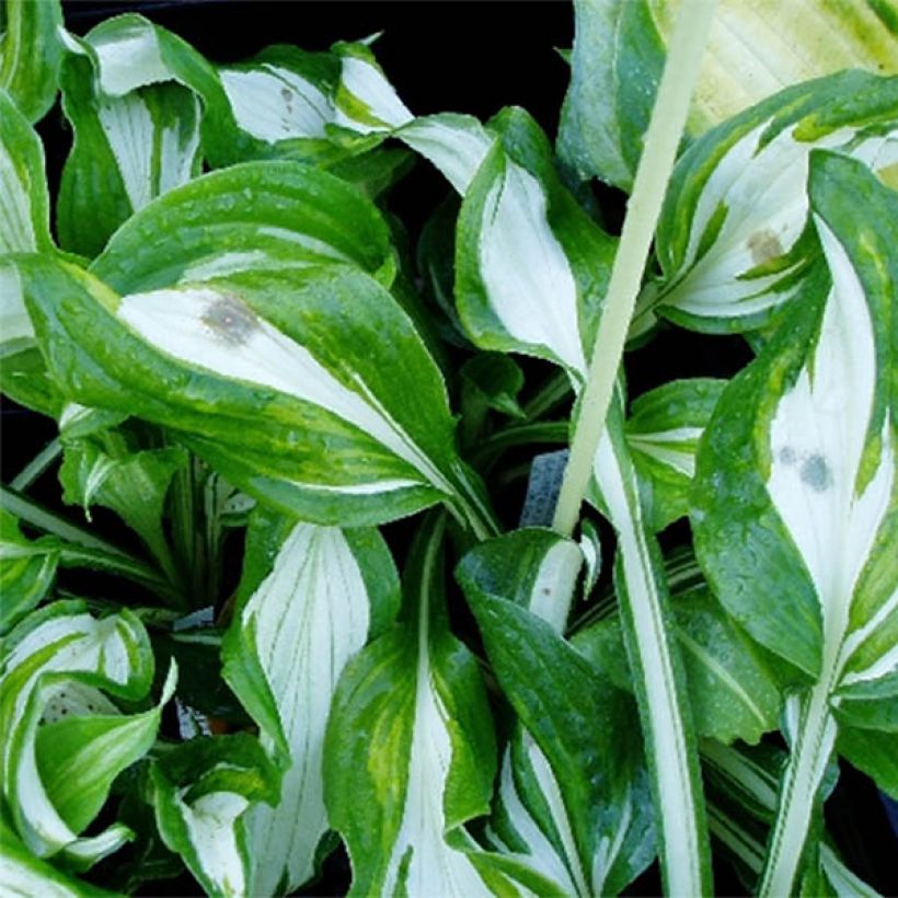 Hosta undulata var. univittata (Foliage)