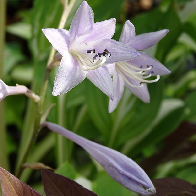 Hosta undulata var. univittata (Flowering)