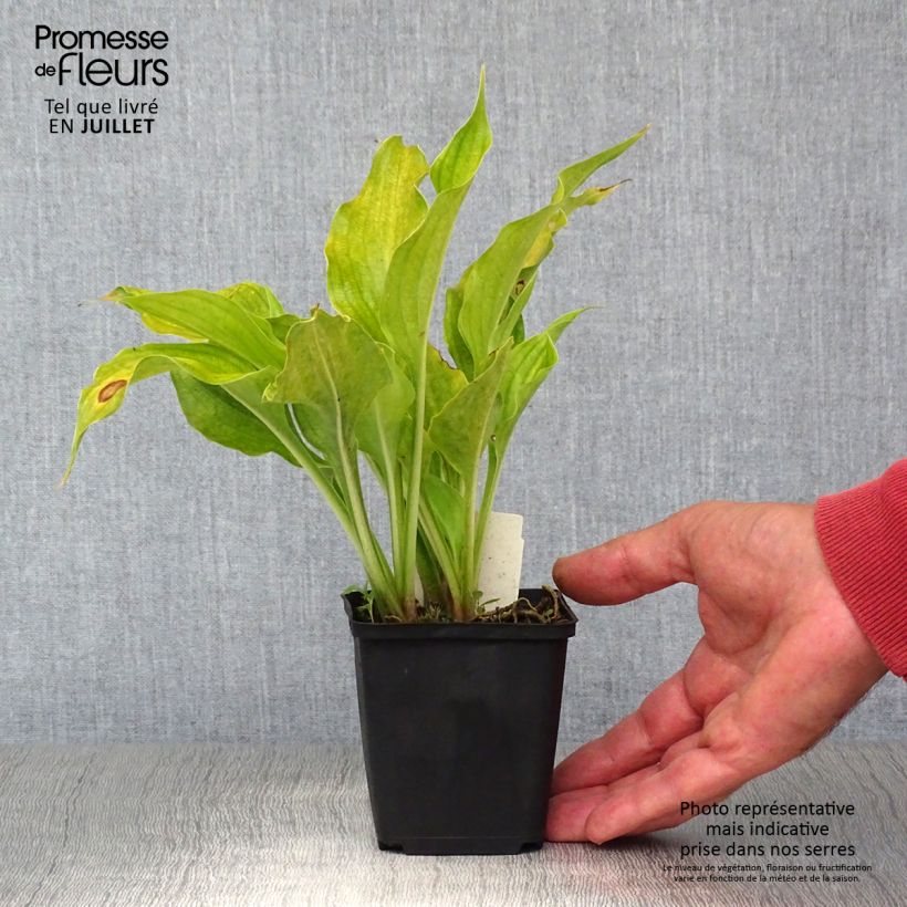 Hosta ventricosa 8/9 cm pot sample as delivered in summer