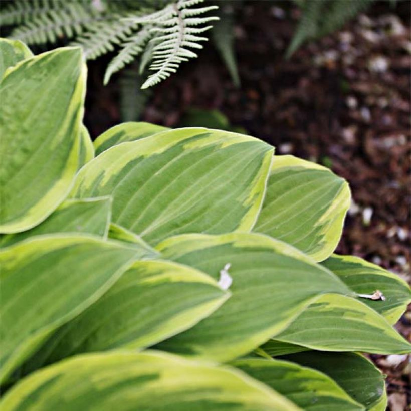 Hosta Fragrant Dream (Foliage)